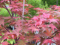 Acer%20palmatum%20Deshojo-2.JPG