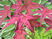 Acer%20palmatum%20Deshojo-3.JPG