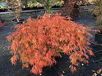 Acer%20palmatum%20Dissectum%20-%20Herbst%202019%20-001.JPG