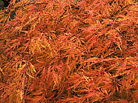 Acer%20palmatum%20Dissectum%20-%20Herbst%202019%20-004.JPG