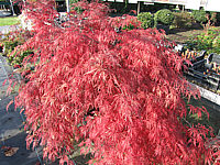 Acer%20palmatum%20Dissectum%20-%20Herbstfaerbung%20voll.JPG