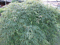 Acer%20palmatum%20Dissectum%20-%20Sol%203.JPG