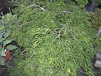 Acer%20palmatum%20Dissectum%20-%20Sol%20Blitz2.JPG