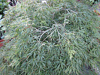 Acer%20palmatum%20Dissectum%20-%20Sol.JPG