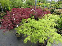 Acer%20palmatum%20Dissectum%20-%20zwei%20Sorten%20im%20Austrieb.JPG