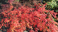 Acer%20palmatum%20Dissectum%20-%20zwei%20Sorten%20in%20Herbstfaerbung.JPG