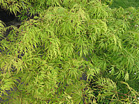Acer%20palmatum%20Dissectum%2004.JPG