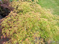 Acer%20palmatum%20Dissectum%2005.JPG