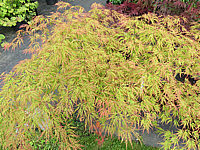 Acer%20palmatum%20Dissectum%2006.JPG