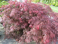 Acer%20palmatum%20Dissectum%20Garnet%20%202m%20breit%20im%20Austrieb.JPG