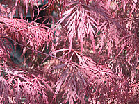 Acer%20palmatum%20Dissectum%20Garnet%20-%20jung.jpg