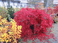 Acer%20palmatum%20Dissectum%20Garnet%203m%20Herbst.JPG