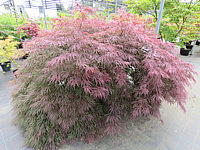 Acer%20palmatum%20Dissectum%20Garnet%203m.JPG