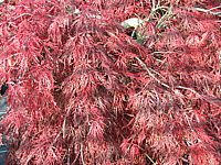Acer%20palmatum%20Dissectum%20Garnet%20Herbst%20Sol.JPG