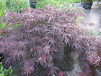Acer%20palmatum%20Dissectum%20Garnet%20Sol.JPG