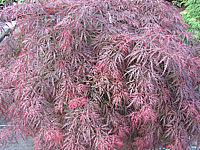 Acer%20palmatum%20Dissectum%20Garnet%20Sol1.JPG