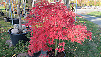 Acer%20palmatum%20Dissectum%20Orangeola%20-%20Herbstfaerbung.JPG