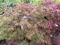 Acer%20palmatum%20Dissectum%20Orangeola%20-%20im%20Austrieb.JPG