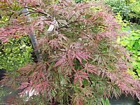 Acer%20palmatum%20Dissectum%20Orangeola%2001.JPG