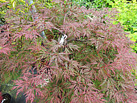 Acer%20palmatum%20Dissectum%20Orangeola%2002.JPG
