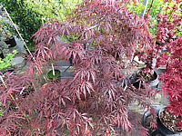 Acer%20palmatum%20Dissectum%20Tamuke%20yama%20-%20im%20Austrieb01.JPG