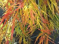 Acer%20palmatum%20Dissectum%20Viridis%20Herbst.JPG