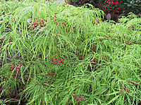 Acer%20palmatum%20Dissectum%20Viridis%20junges%20Laub1.JPG