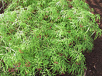 Acer%20palmatum%20Dissectum%20Viridis%20junges%20Laub2.JPG