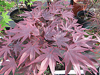Acer%20palmatum%20Fireglow%20-%20Austrieb.JPG