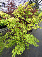 Acer%20palmatum%20Katsura%20-%20Austrieb01.JPG