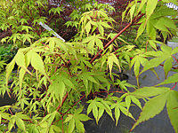Acer%20palmatum%20Katsura%20-%20Austrieb02.JPG