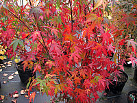 Acer%20palmatum%20Katsura%20-%20Herbst%2002.JPG