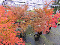 Acer%20palmatum%20Katsura,Red%20Pygmy,Osakazuki%20-%20Herbst%202015.JPG