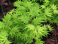 Acer%20palmatum%20Ki%20Hachi%20jo%20-%20Austrieb.JPG