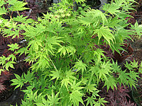 Acer%20palmatum%20Ki%20Hachi%20jo%20-%20Austrieb02.JPG
