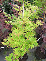Acer%20palmatum%20Ki%20Hachi%20jo%2060cm.JPG