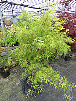 Acer%20palmatum%20Koto%20no%20ito%20-%20Austrieb.JPG