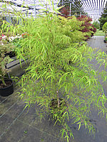 Acer%20palmatum%20Koto%20no%20ito%20-%20Austrieb01.JPG
