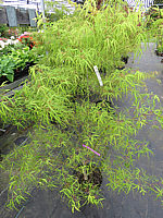 Acer%20palmatum%20Koto%20no%20ito%20-%20Austrieb02.JPG
