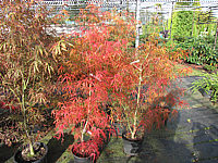 Acer%20palmatum%20Koto%20no%20ito%20-%20Herbst%201a.JPG