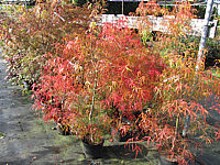 Acer%20palmatum%20Koto%20no%20ito%20-%20Herbst%201b.JPG