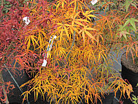 Acer%20palmatum%20Koto%20no%20ito%20-%20Herbst%202.JPG