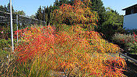 Acer%20palmatum%20Koto%20no%20ito%20-%20Herbst%202015%20001.JPG
