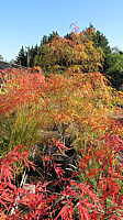 Acer%20palmatum%20Koto%20no%20ito%20-%20Herbst%202015%20002.JPG
