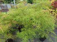 Acer%20palmatum%20Koto%20no%20ito%20150cm%2001.JPG