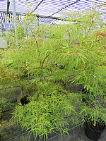Acer%20palmatum%20Koto%20no%20ito%20150cm%2002.JPG