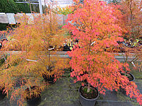 Acer%20palmatum%20Koto%20no%20ito%20und%20Katsura.JPG