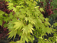 Acer%20palmatum%20Orange%20Dream%20-%20Austrieb%20im%20Schatten02.JPG