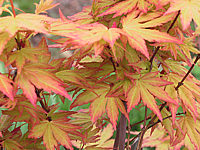 Acer%20palmatum%20Orange%20Dream%20-%20Austrieb-Macro.JPG