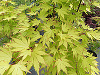 Acer%20palmatum%20Orange%20Dream%20-%20Blaetter%20nah.JPG